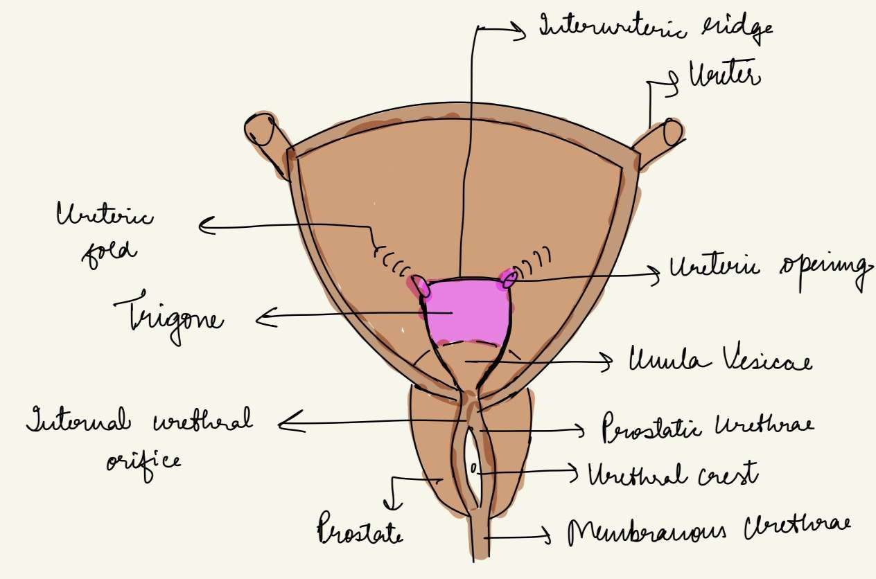 Urinary bladder interior