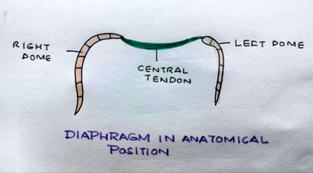 Thoracoabdominal diaphragm in anatomical position