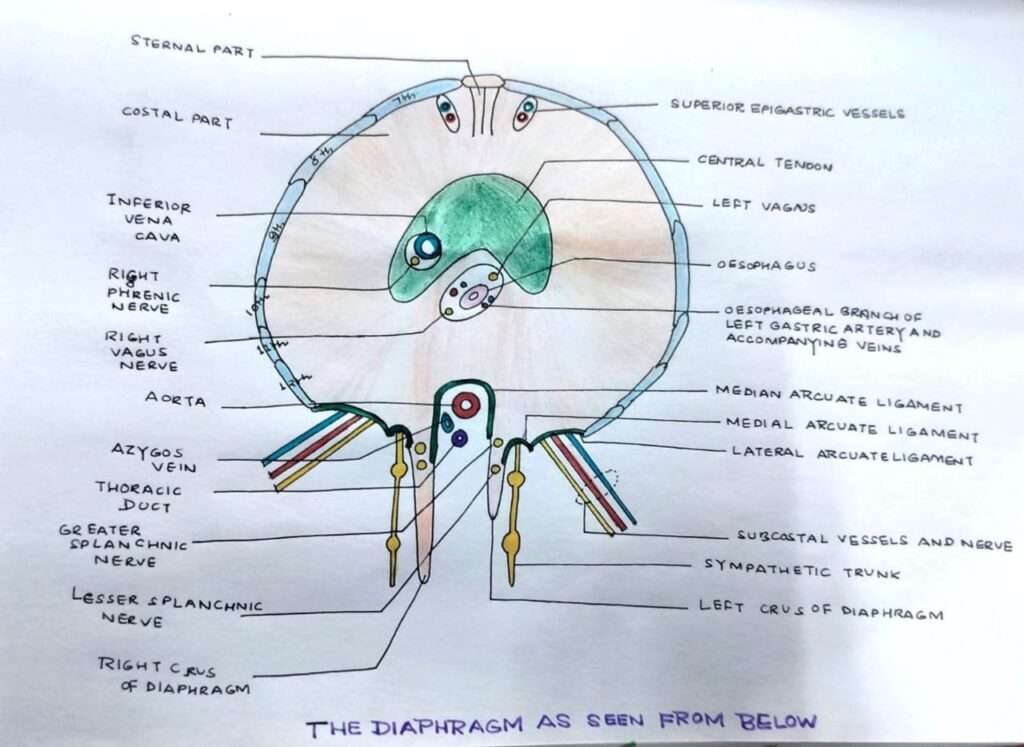 Thoracoabdominal diaphragm as seen from below