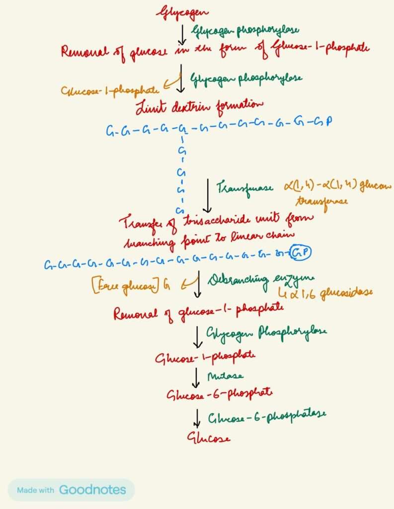 Steps of glycogenolysis