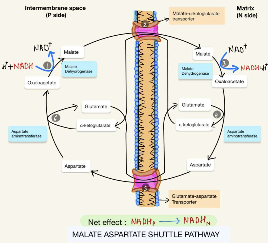 Pathway of Malate aspartate shuttle