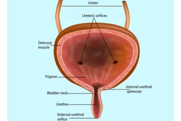 Urinary bladder anatomy