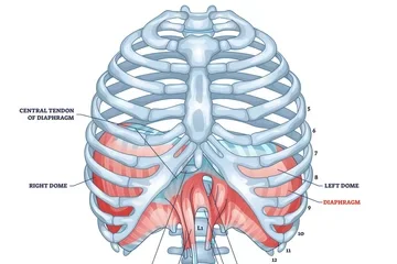 Diaphragm