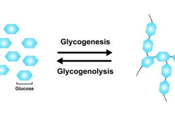 Glycogenesis and glycogenolysis