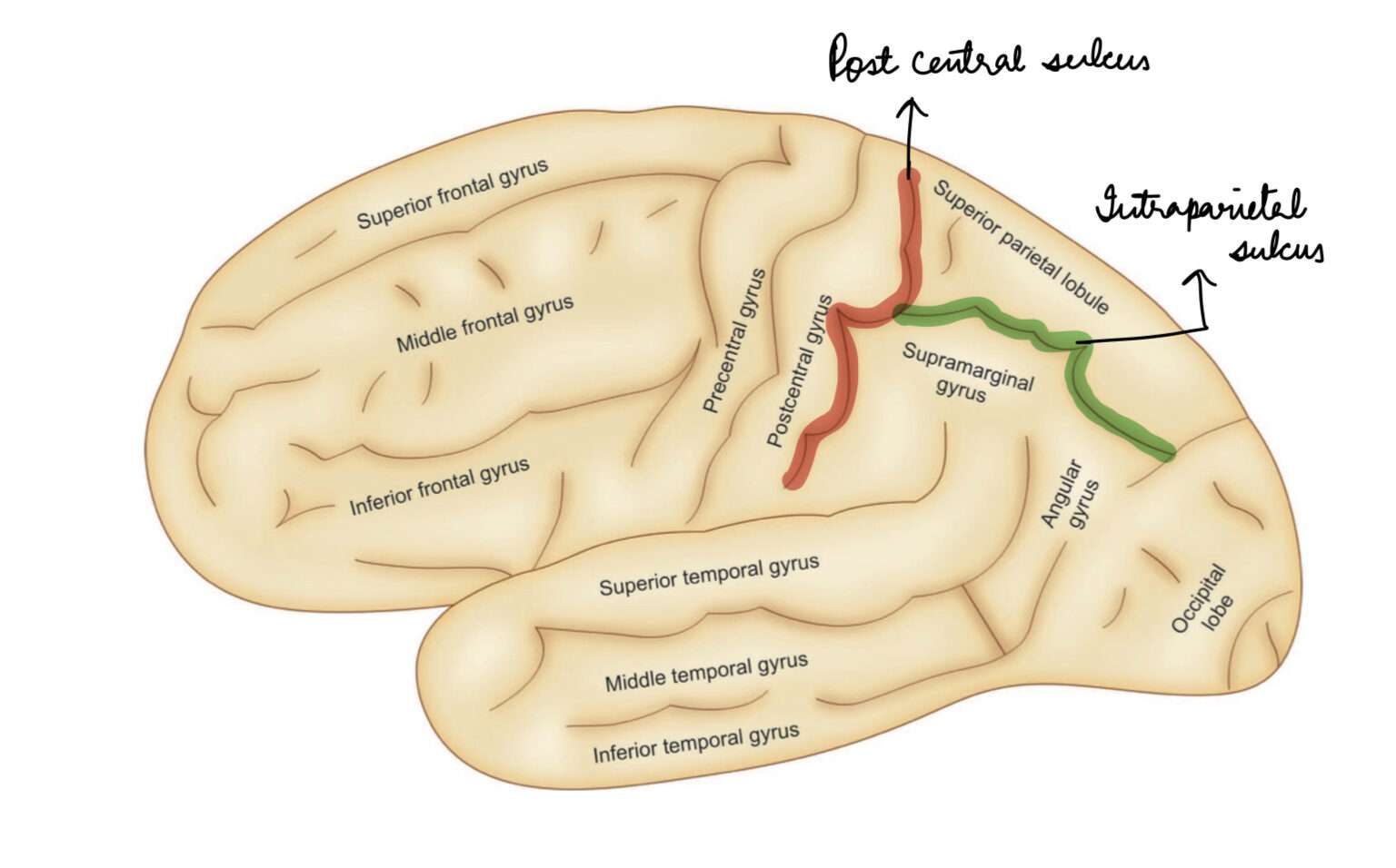 Parietal lobe sulcus