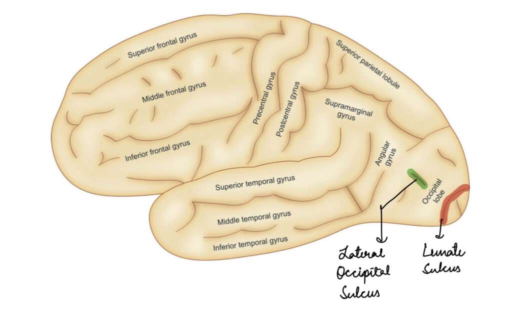 Occipital lobe sulcus