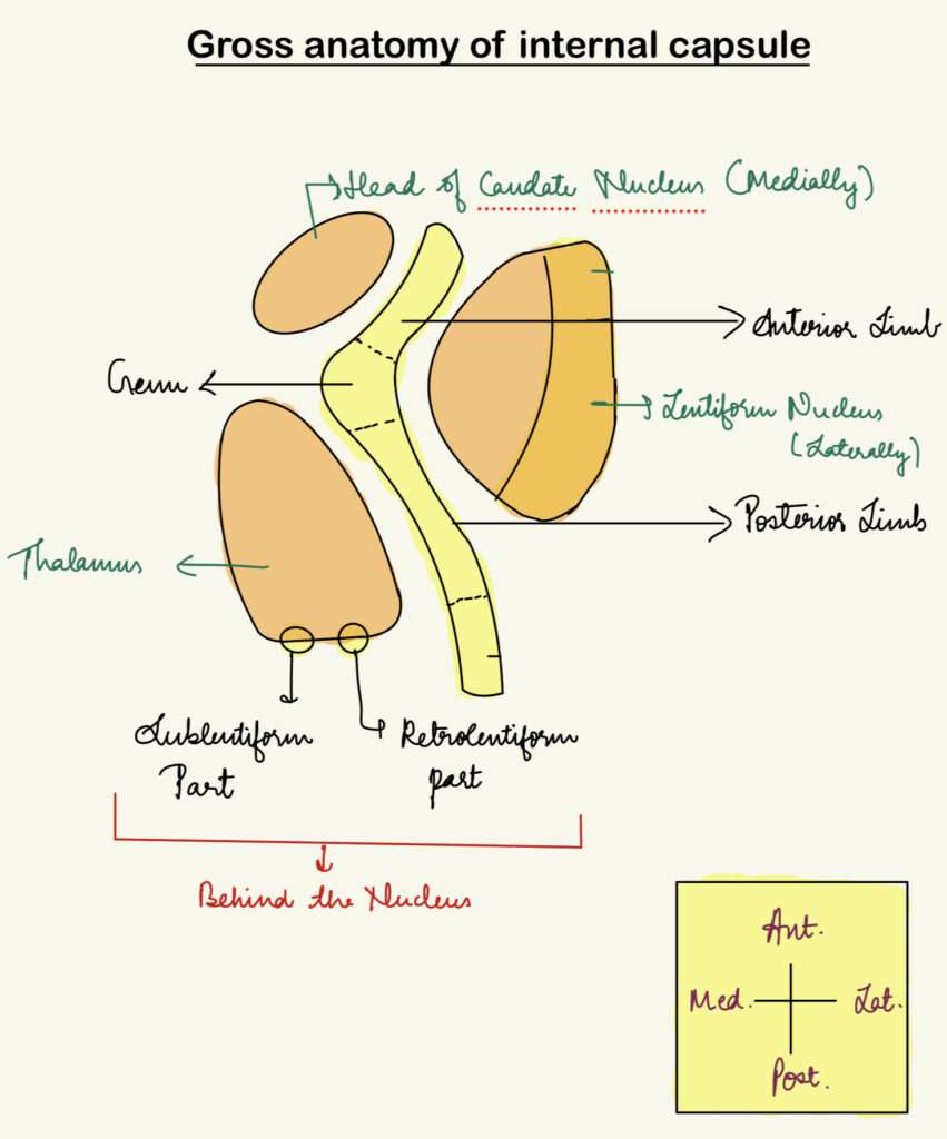 Gross anatomy of internal capsule