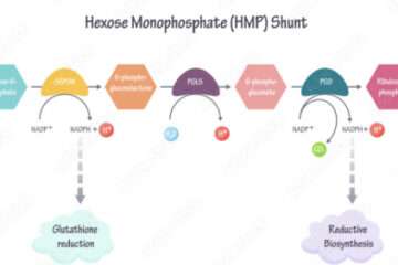 Hmp shunt pathway