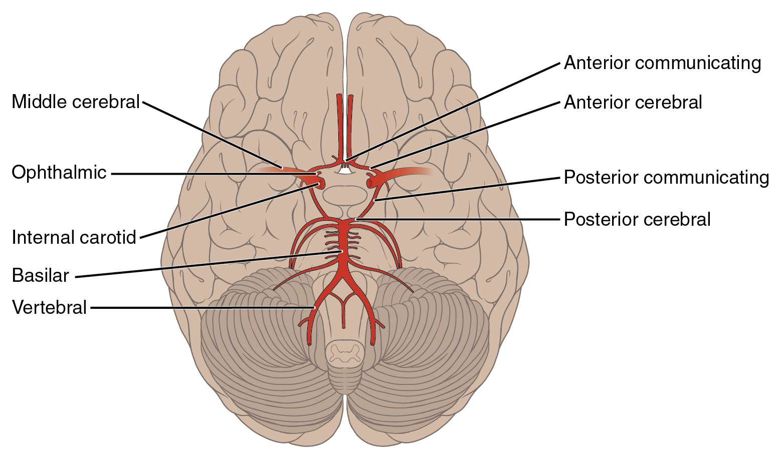 Blood supply of internal capsule