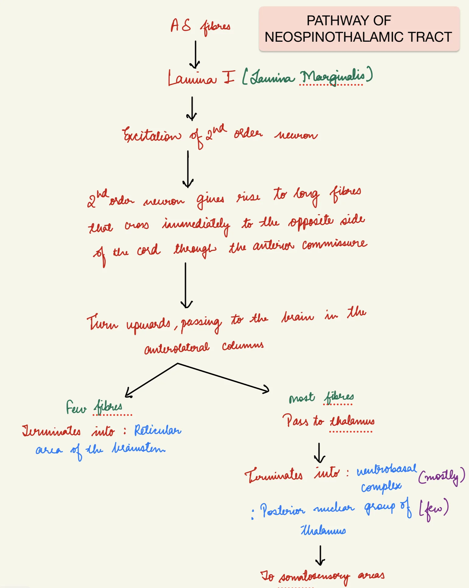 Pathway of neospinothalamic tract 