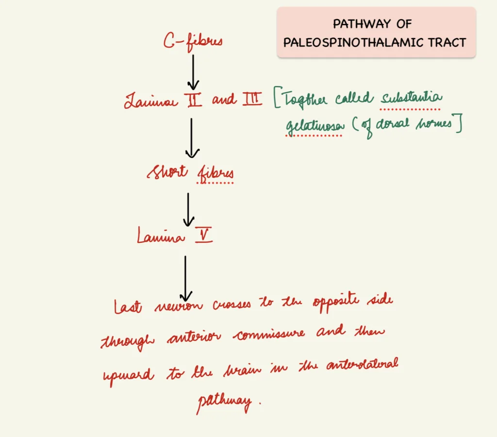 Pathway of paleospinothalamic tract