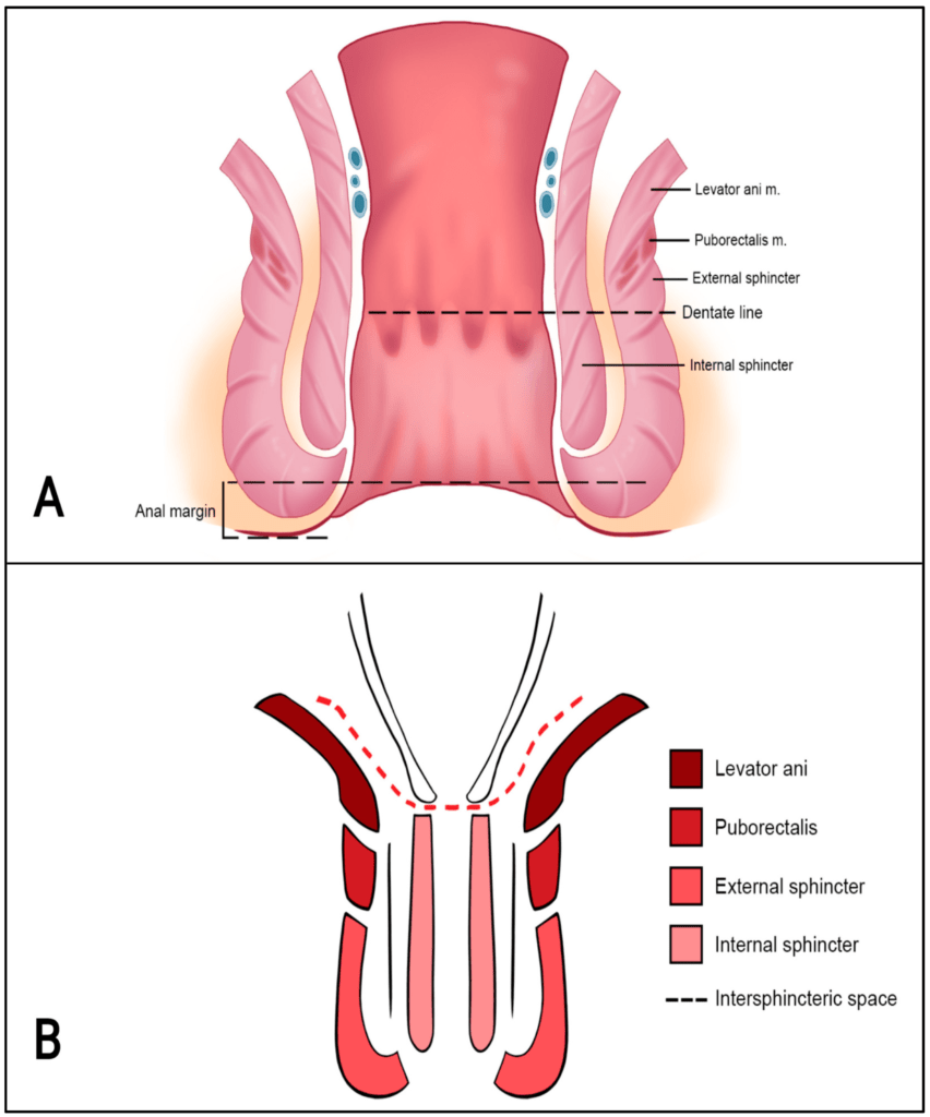 Musculature of anal canal