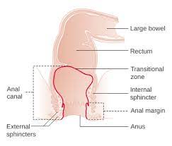 Anal canal