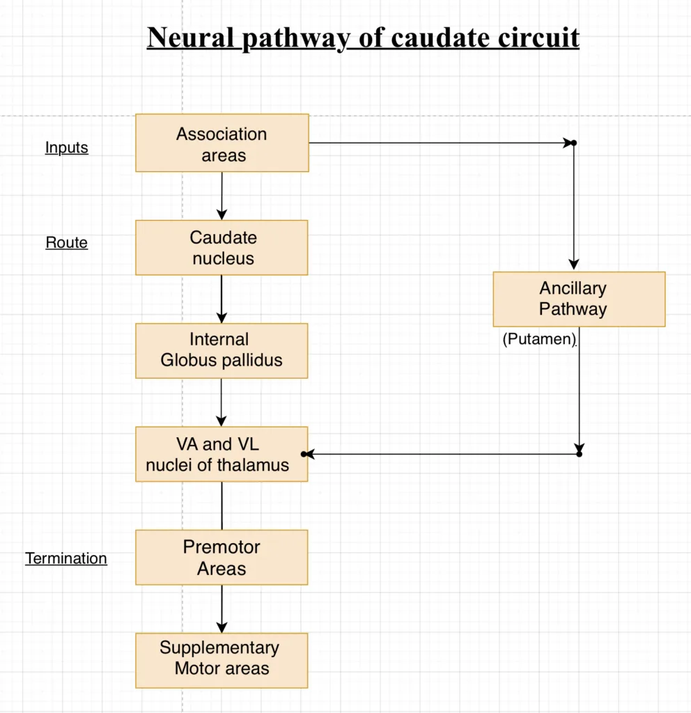 Neural pathway of caudate circuit
