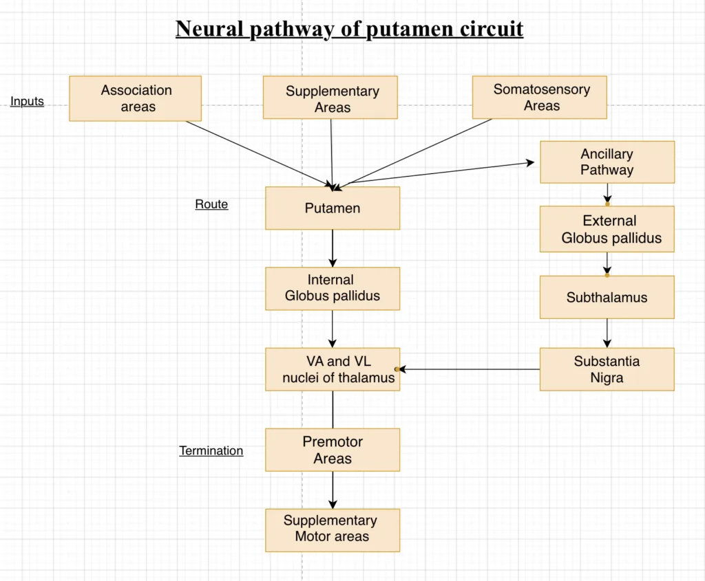 Neural pathway of putamen circuit