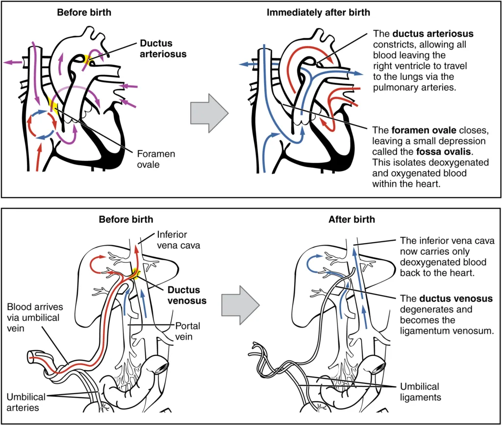 Foetal circulation before and after birth