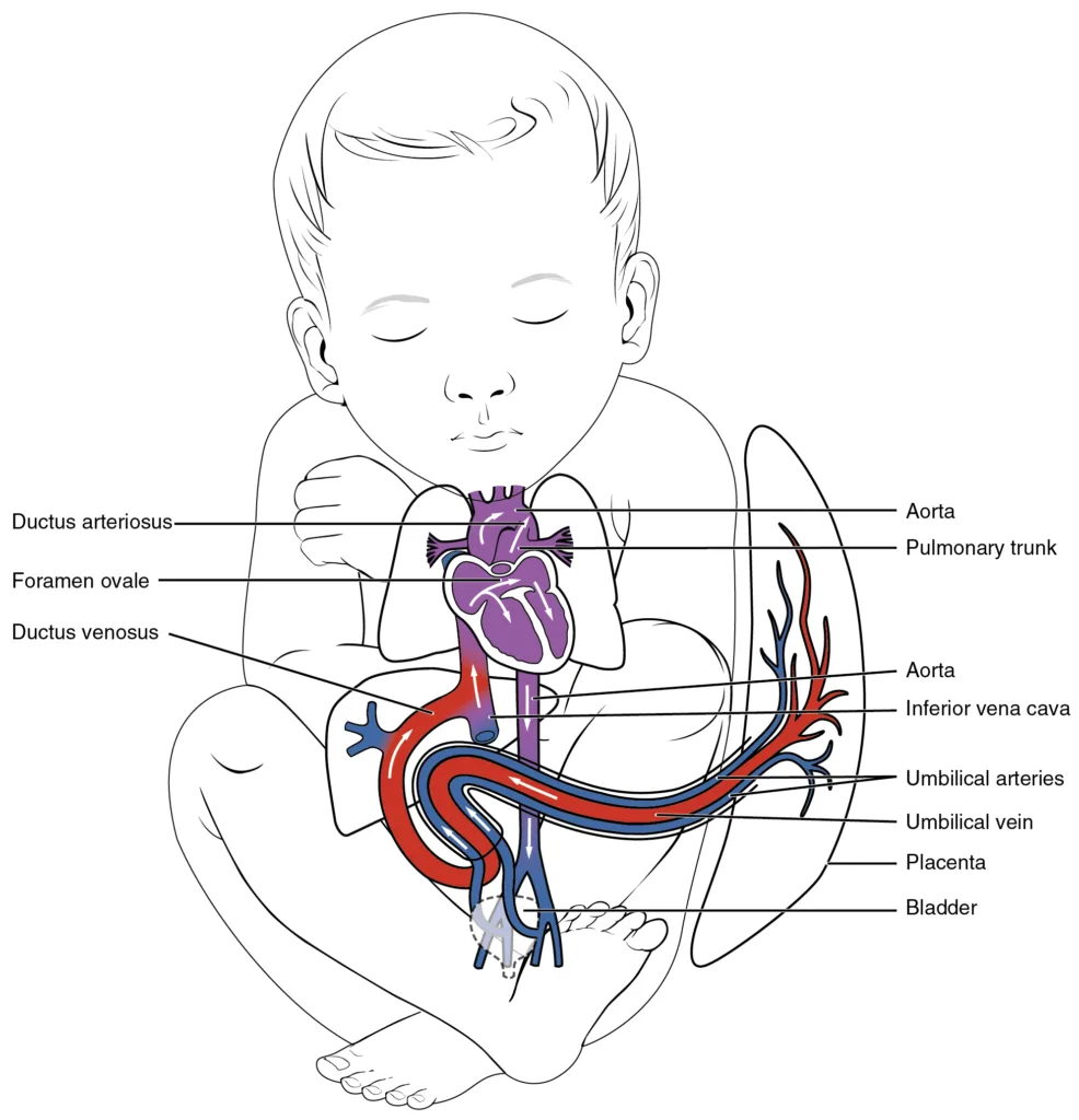 Foetal circulation