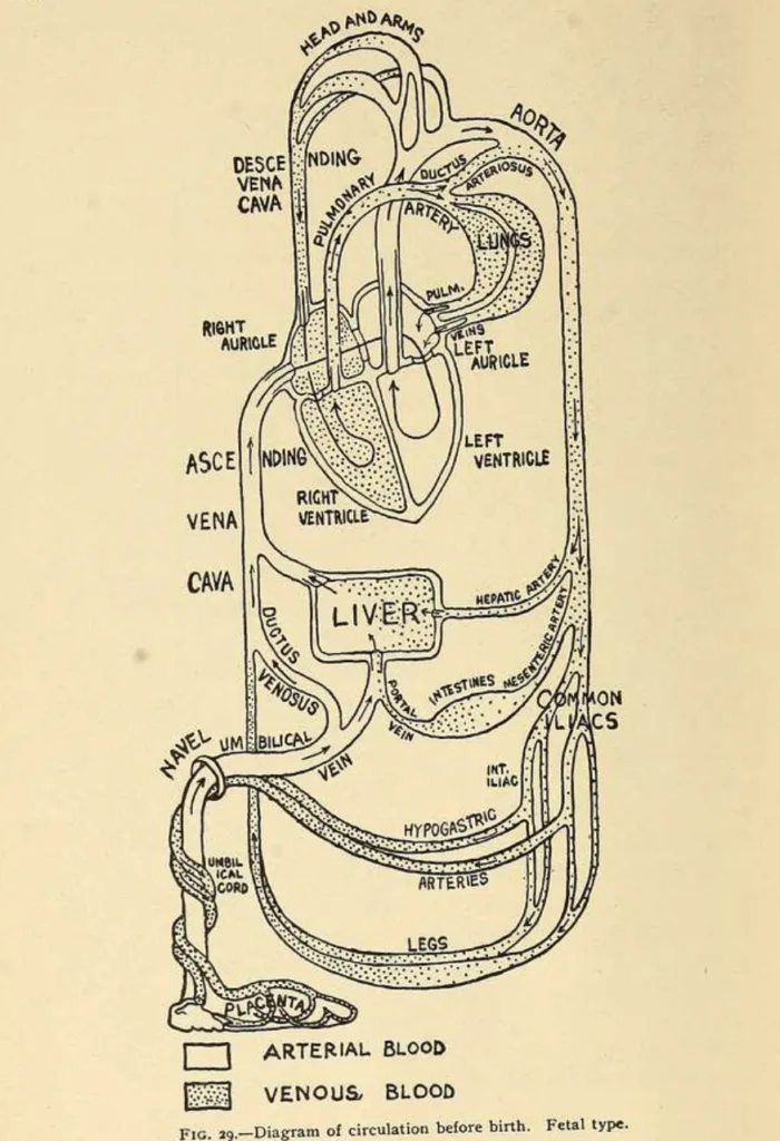 Foetal circulation before birth
