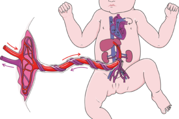 Foetal circulation