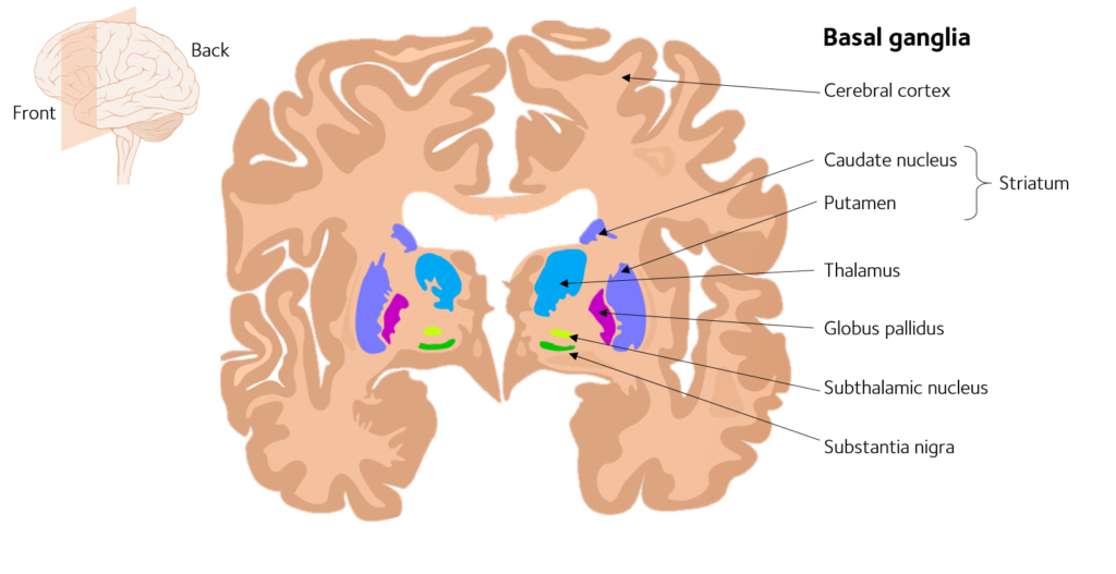 Cross section of basal ganglia