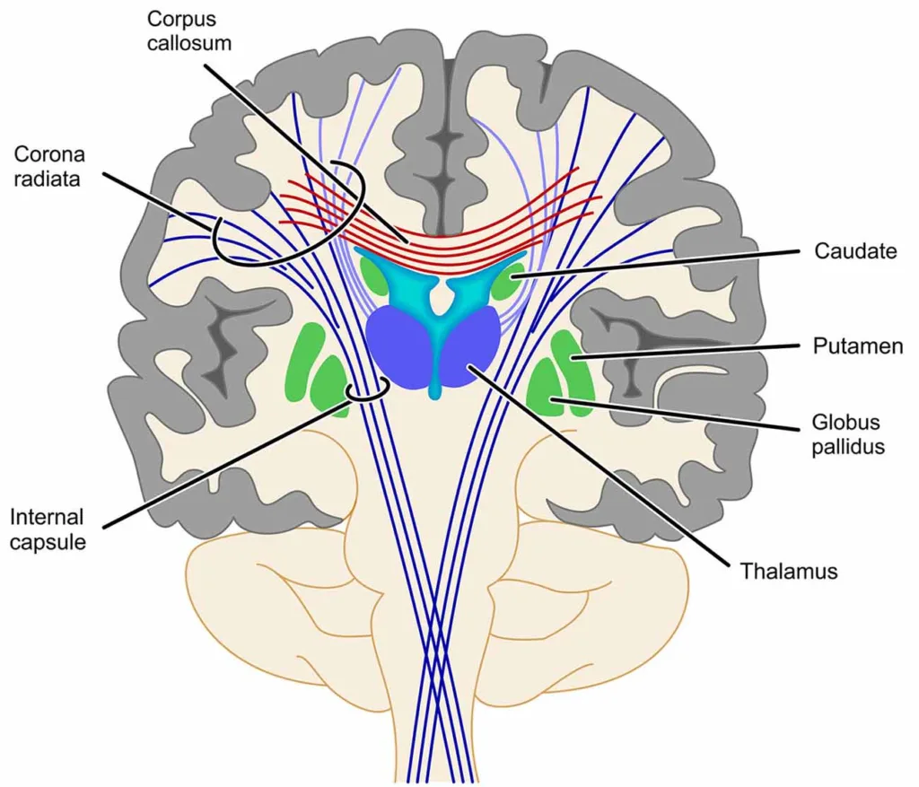 Basal ganglia fibres