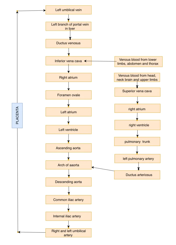 Foetal circulation flowchart