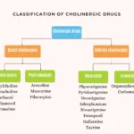 Classification of cholinergic drugs